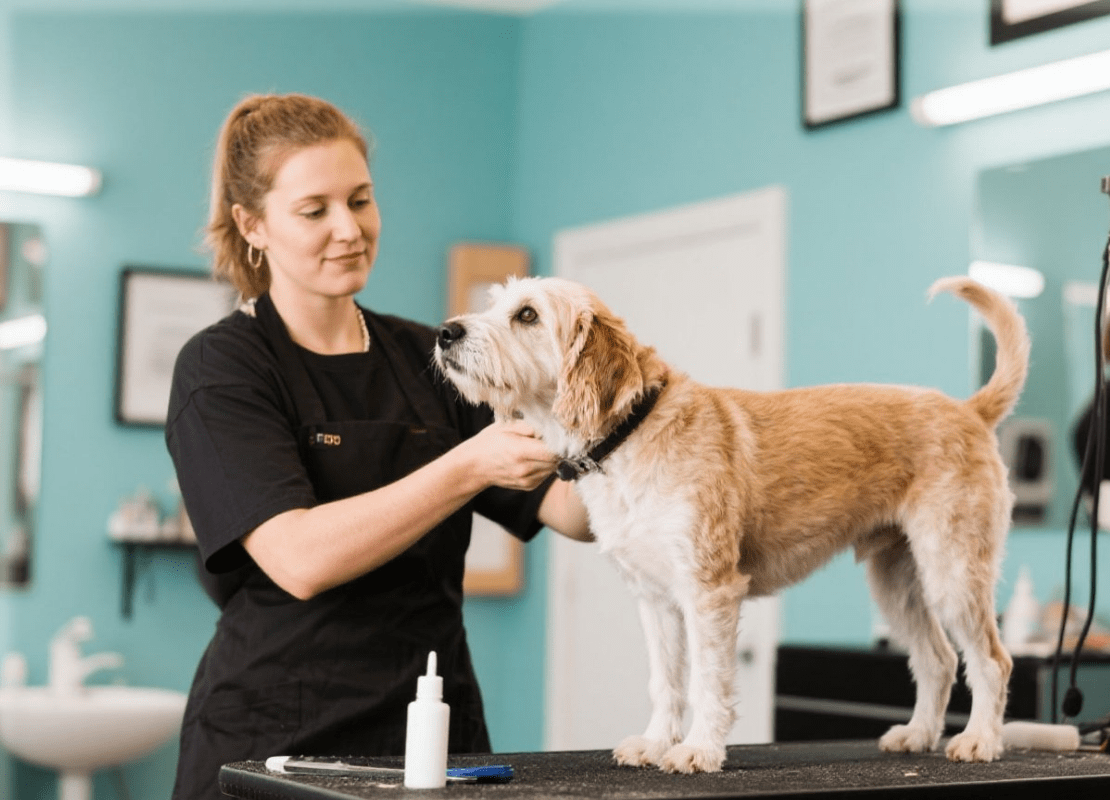 خدمات بيطرية